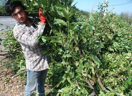 Ormandan topladığı defne yaprağının tonunu 9 bin liradan satıyor