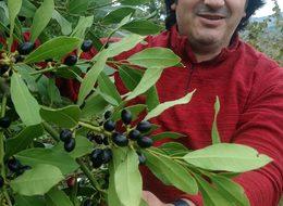 Ormandan topladığı defne yaprağının tonunu 9 bin liradan satıyor