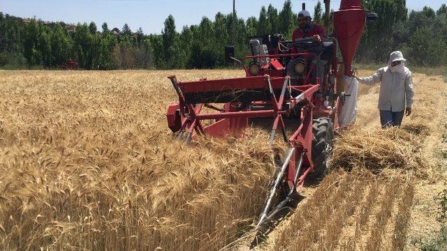 Kayseri Şeker, coğrafi şartlara uygun buğday ve arpa çeşitlerini araştırıyor