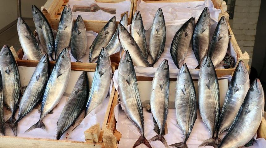 Yozgat&rsquo;ta tezgahların g&ouml;zdesi palamut balığı oldu