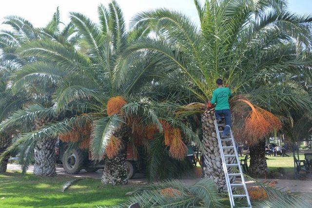 Aliağa’da ağaçlara kış bakımı