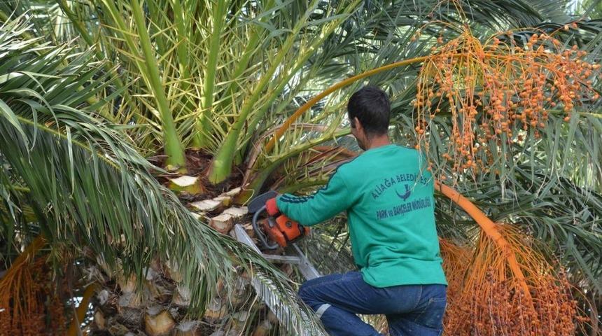 Aliağa&rsquo;da ağa&ccedil;lara kış bakımı