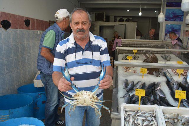 Karadeniz'de nadir görülen mavi yengeç ağlara takıldı