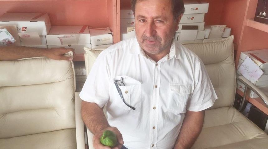 Sungurlu&rsquo;da kuşa benzeyen salatalık yetiştirildi