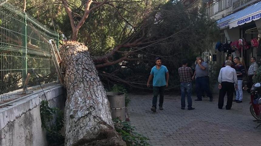 &Ccedil;am ağacı birden devrildi
