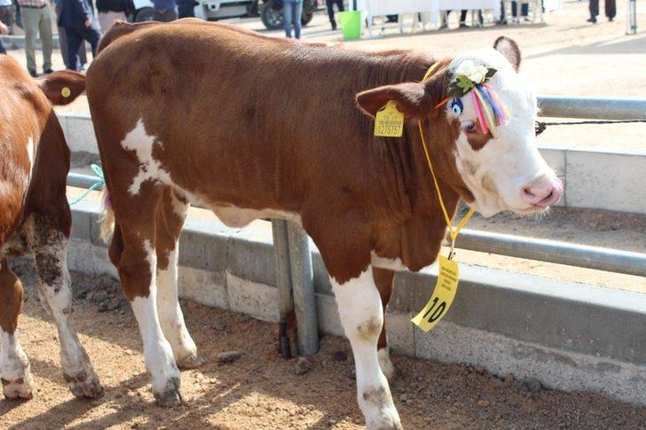 Biga 5. Sığır Güzellik Yarışması yapıldı G2