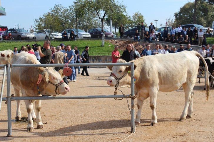 Biga 5. Sığır Güzellik Yarışması yapıldı G3