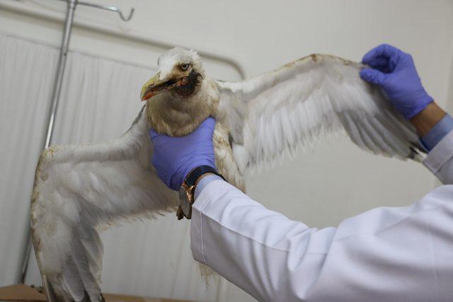 Yaralı martı, &ccedil;ocuklar sayesinde tedaviye alındı 1