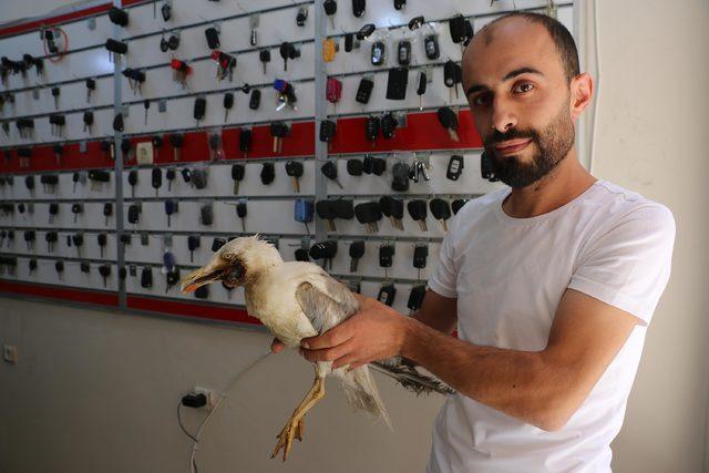 Yaralı martı, &ccedil;ocuklar sayesinde tedaviye alındı 2