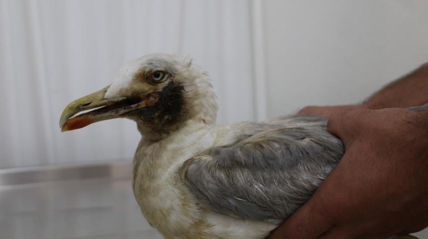 Yaralı martı, &ccedil;ocuklar sayesinde tedaviye alındı