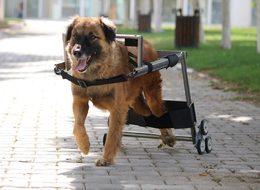 Vestel’den engelli hayvanlara yürüteç