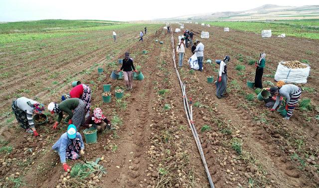 Ahlat'ta ilk patatesler söküldü