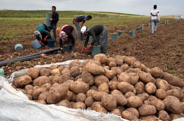 Ahlat'ta ilk patatesler söküldü