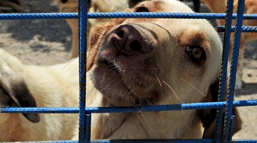 &Ccedil;ESAL: &rsquo;D&uuml;nya sadece insanlara ait değil&rsquo;
