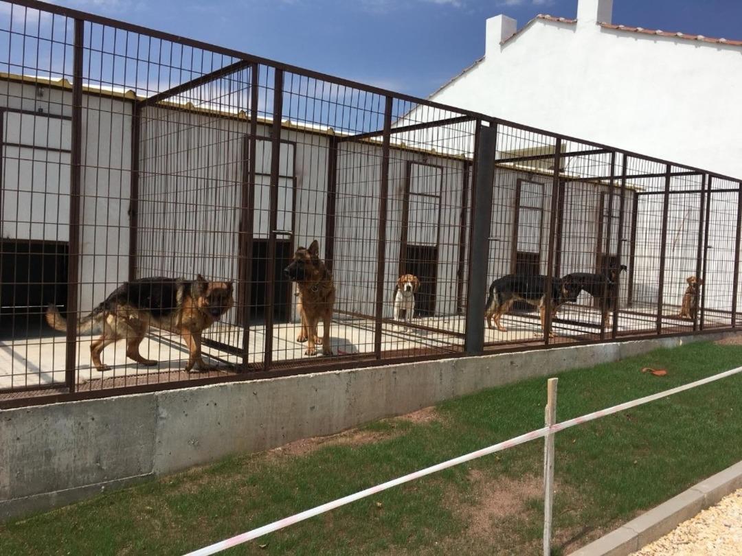 Eskişehir&rsquo;de k&ouml;pek oteli ve &ccedil;iftliği