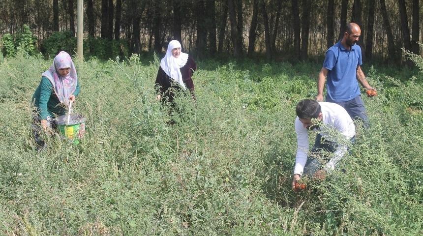 &Ccedil;ift&ccedil;iler yılın son hasadını topluyor