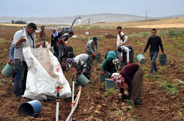 Yüzleri güldüren haber! 170 bin ton bekleniyor G3
