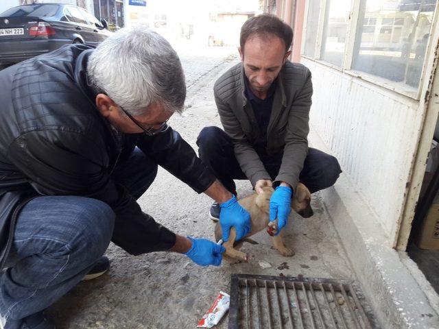 Otomobilin çarptığı köpek yavrusu tedavi altına alındı