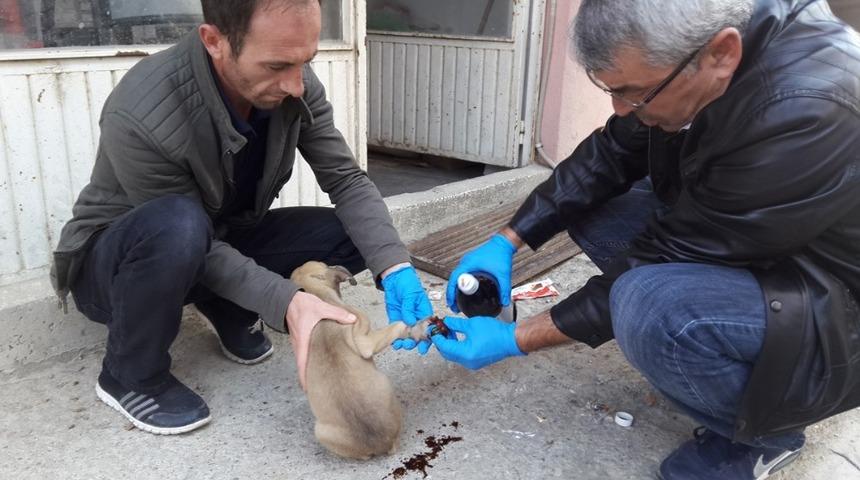 Otomobilin &ccedil;arptığı k&ouml;pek yavrusu tedavi altına alındı