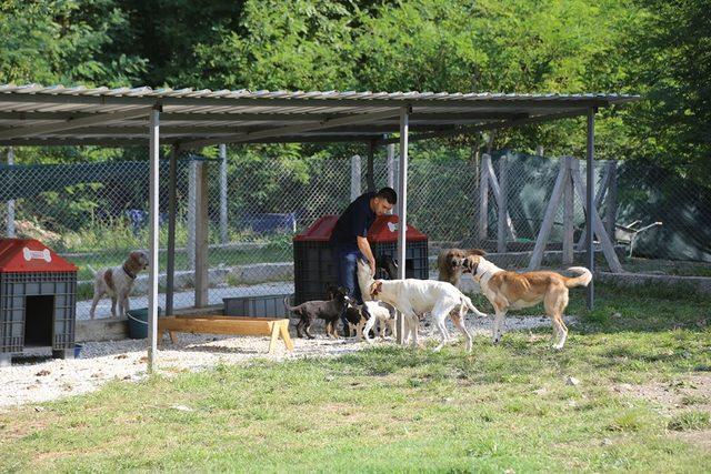 Sapanca’da sokak hayvanları emin ellerde