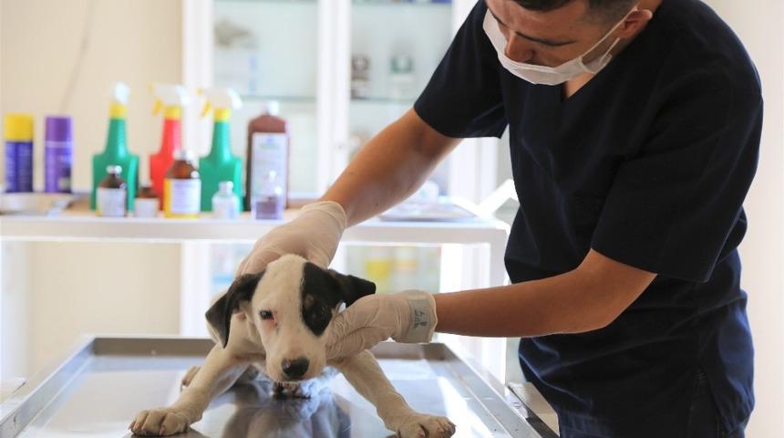 Sapanca&rsquo;da sokak hayvanları emin ellerde