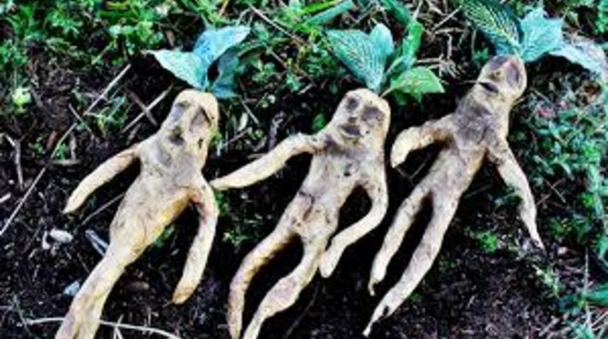 Çok dikkat edin! Bu bitkiler ve gıdalar şifalı değil ölümcül