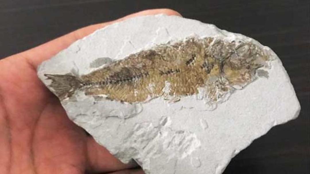 Muğla'da bulundu! 14 milyon yaşında