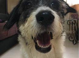 Köpekler, biz onlara konuşurken neden kafalarını eğerler?