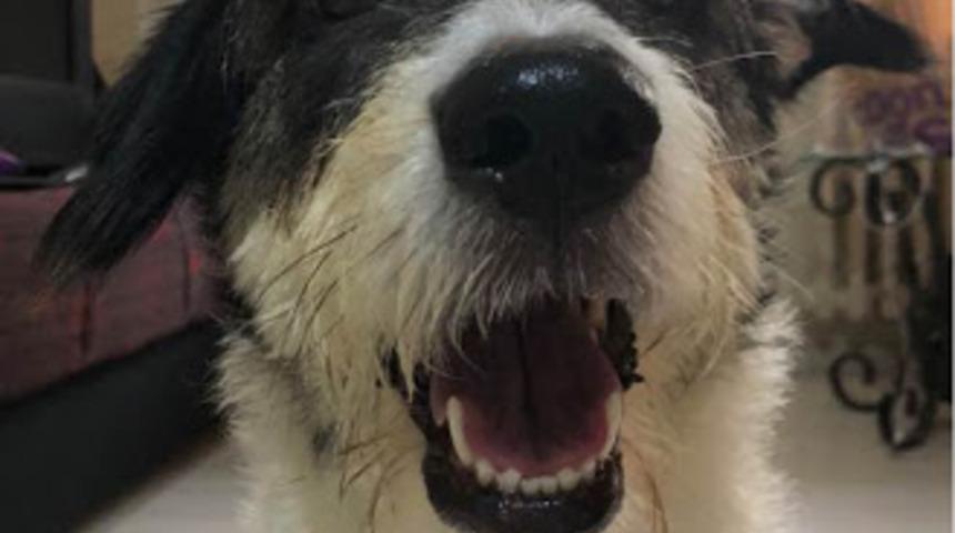Köpekler, biz onlara konuşurken neden kafalarını eğerler?
