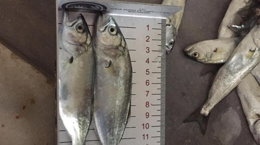 Ordu&rsquo;da yasak boydaki balık satışlarına ge&ccedil;it yok