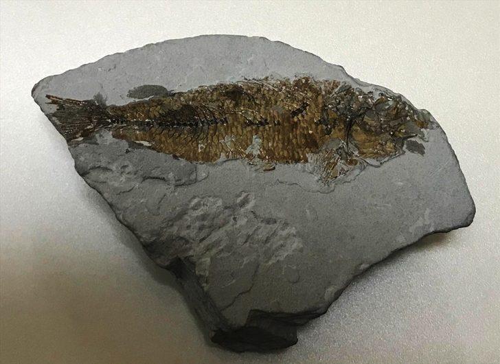 Muğla'da bulundu! 14 milyon yaşında G1