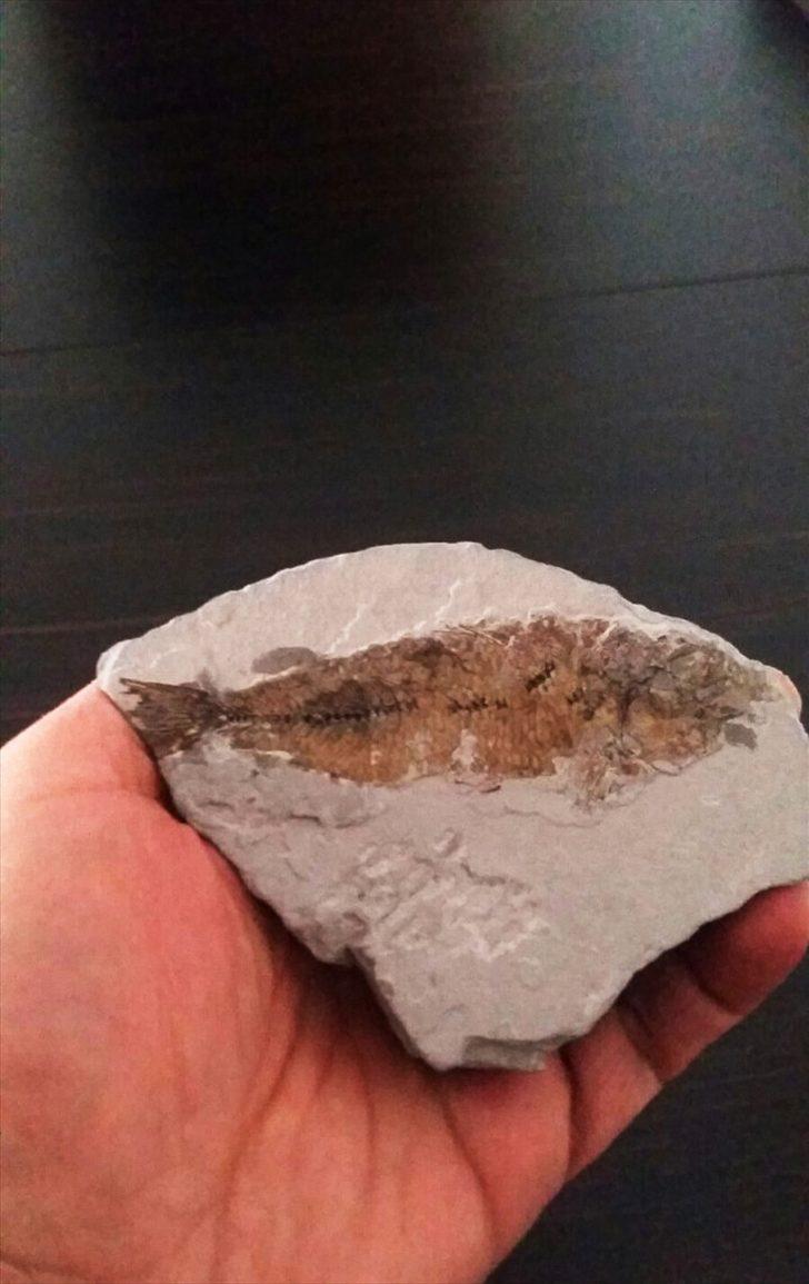Muğla'da bulundu! 14 milyon yaşında G2