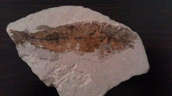 Muğla'da bulundu! 14 milyon yaşında G3