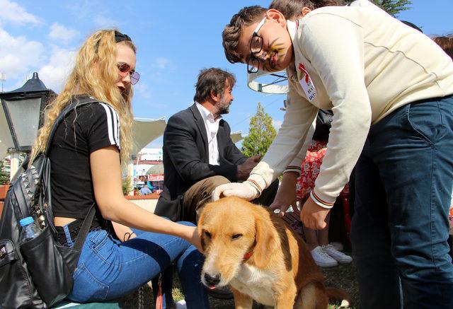 Tokat'ta sokak hayvanları için kermes