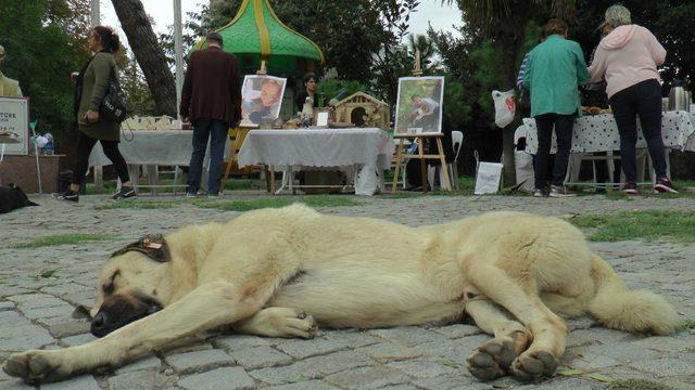 Beykoz’da hayvanlar için kermes