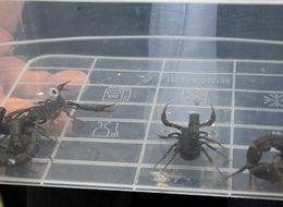 Dünyaya ihraç edilecek! Litresi 10 milyon dolar