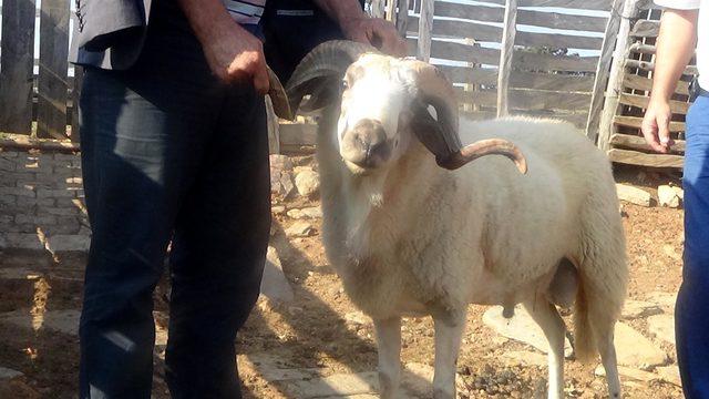 Yaşlı kadın, koçun boynuz darbeleriyle öldü