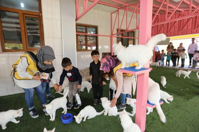 İpekyolu Belediyesinden ‘Dünya Hayvanları Koruma Günü’ etkinliği