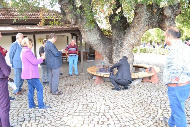 Troya Tarihi Milli Parkı’nda yaralı bulunan yavru sincaplar tedavi edildi