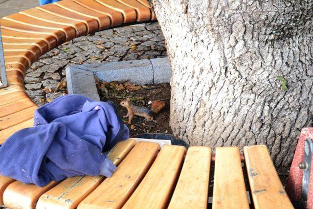Troya Tarihi Milli Parkı’nda yaralı bulunan yavru sincaplar tedavi edildi