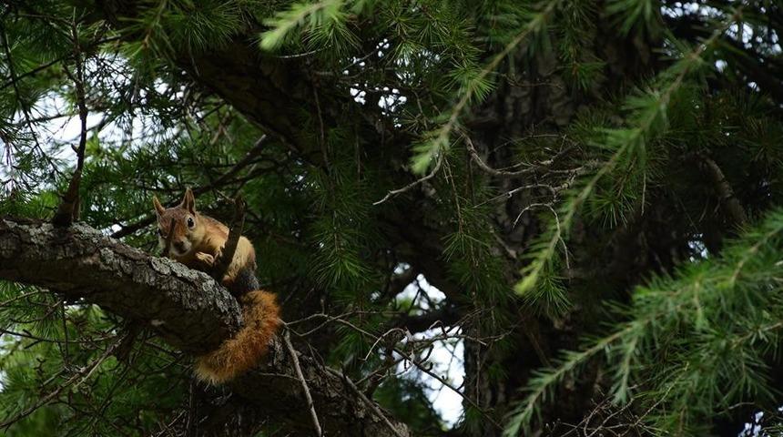 Troya Tarihi Milli Parkı&rsquo;nda yaralı bulunan yavru sincaplar tedavi edildi
