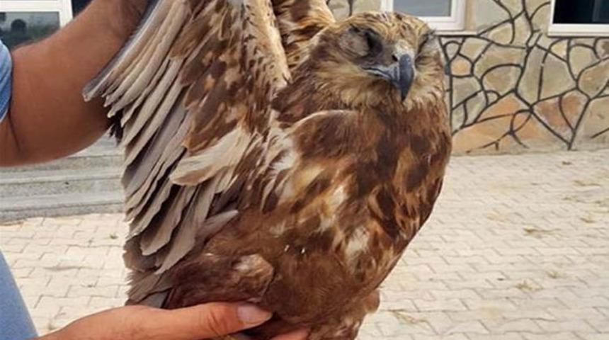 Kızıl şahinin gözlerini diktiler! Kaçak avcıların cezası belli oldu