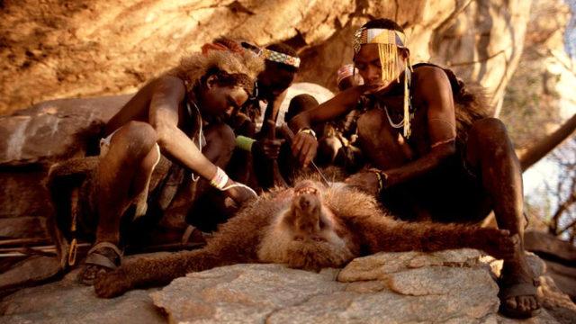  Babun kellesi yiyerek hayatta kalıyorlar