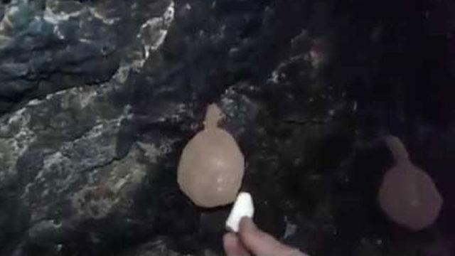  Yarasa Kesesi!  İran da başladı, T&uuml;rkiye de yayıldı 2