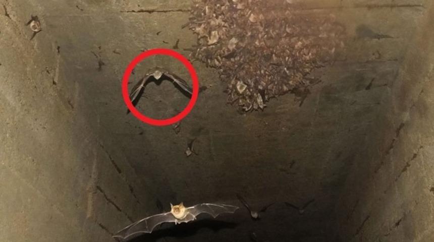 'Yarasa Kesesi!' İran'da başladı, T&uuml;rkiye'de yayıldı