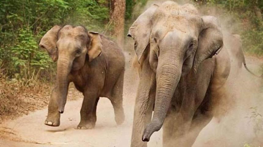 Sri Lanka'da filler yasa dışı avlanmaya çalışan 19 kişiyi öldürdü