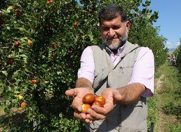 Rüyasındaki meyvenin ağacından 13 bin tane dikti 