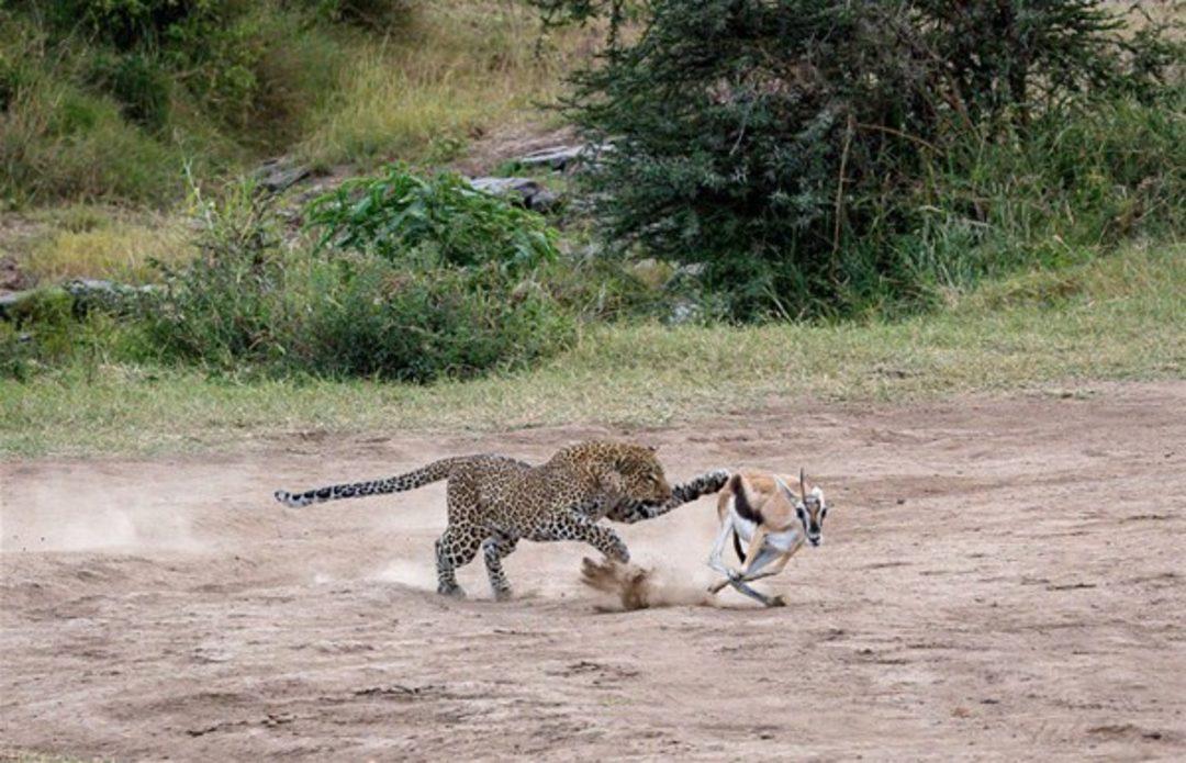 Видео диких хищников. Леопард на охоте. Леопард охотится.