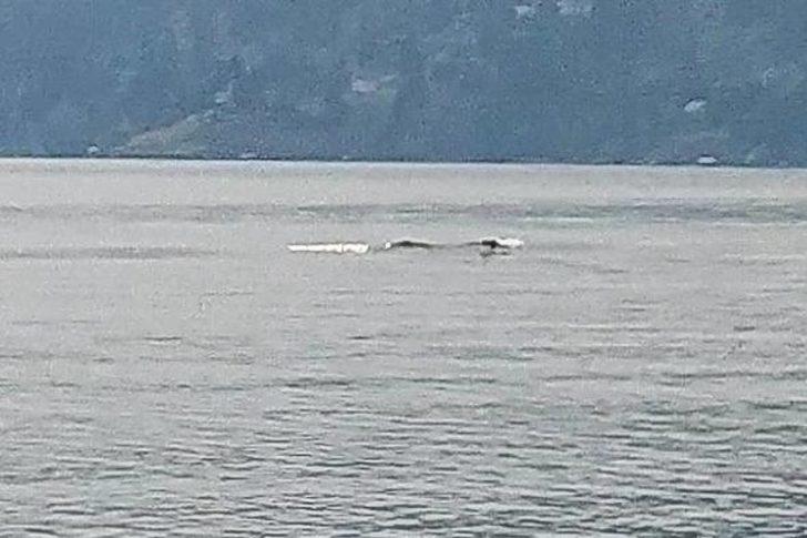 Kanada'nın Van Gölü Canavarı tekrar ortaya çıktı  G3