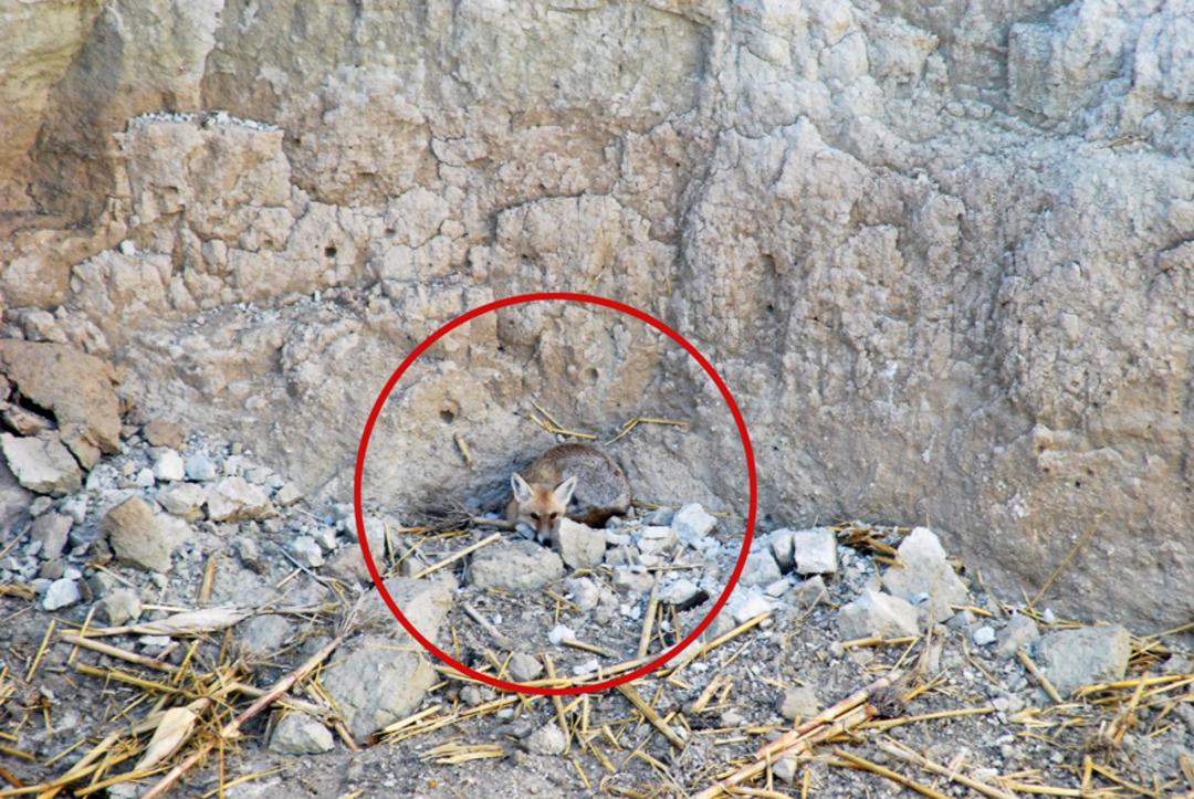 G&uuml;nlerce dev obruğun i&ccedil;inde kurtarılmayı bekledi